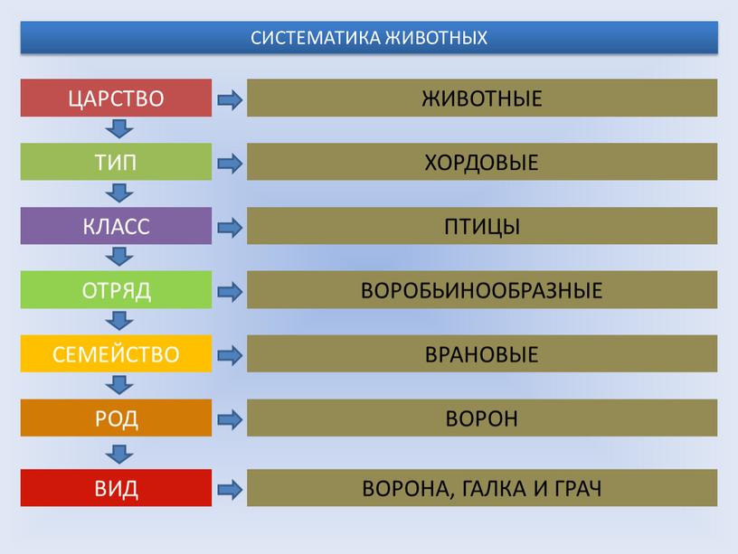 СИСТЕМАТИКА ЖИВОТНЫХ ЦАРСТВО ТИП