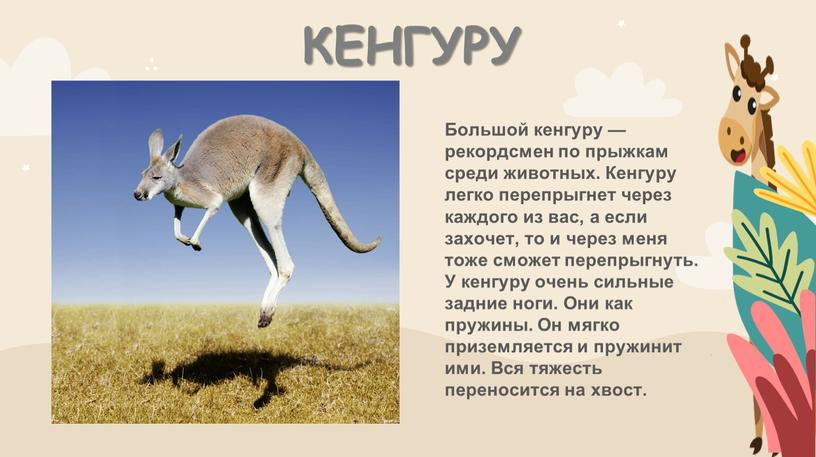КЕНГУРУ Большой кенгуру — рекордсмен по прыжкам среди животных