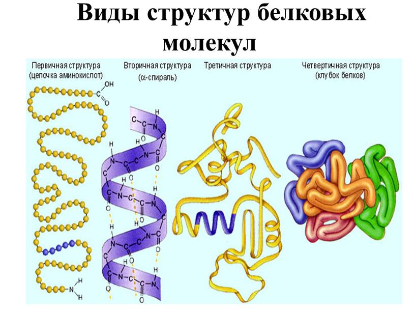 Какая структура молекулы белка схематично изображена на рисунке