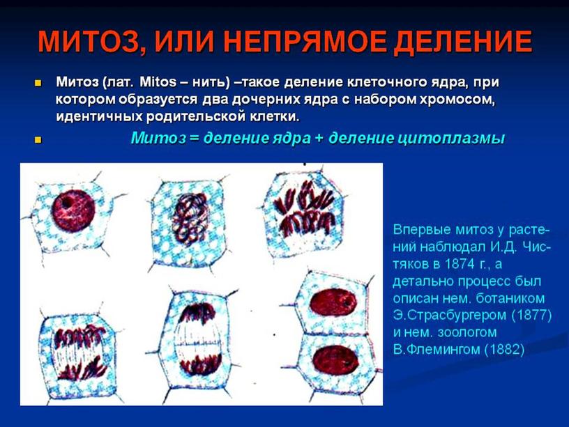 Презентация по биологии на тему: "Митоз"