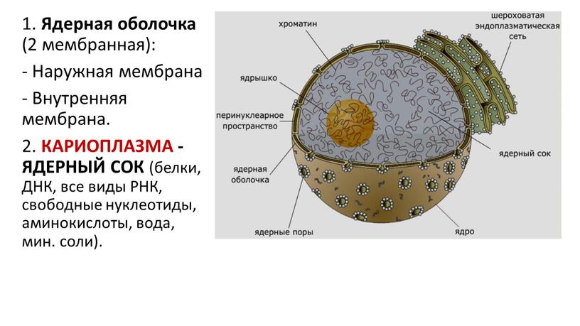 Ядерная оболочка (2 мембранная): -