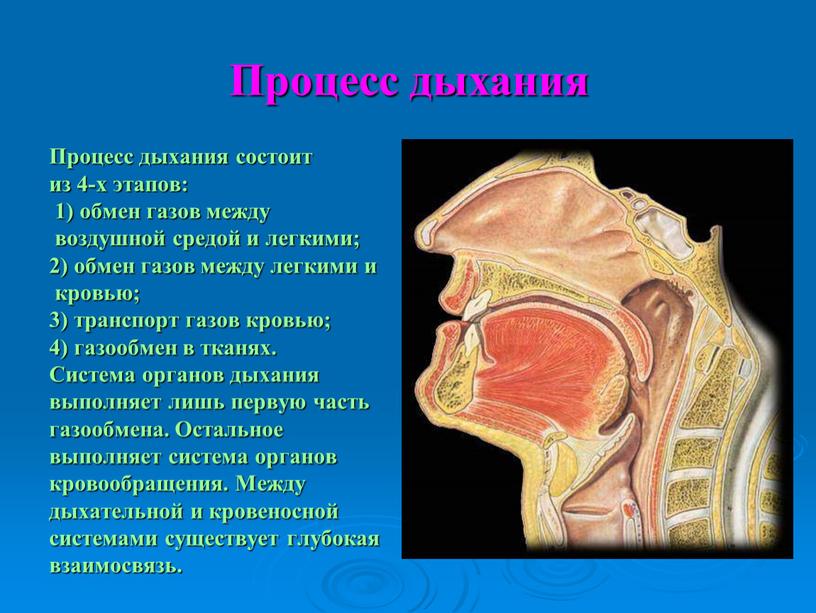 Процесс дыхания Процесс дыхания состоит из 4-х этапов: 1) обмен газов между воздушной средой и легкими; 2) обмен газов между легкими и кровью; 3) транспорт…