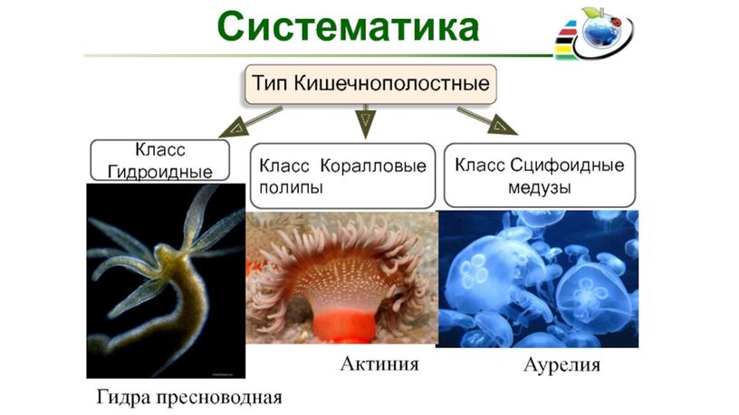 Презентация на тему "Тип Кишечнополостные. Многообразие и значение"