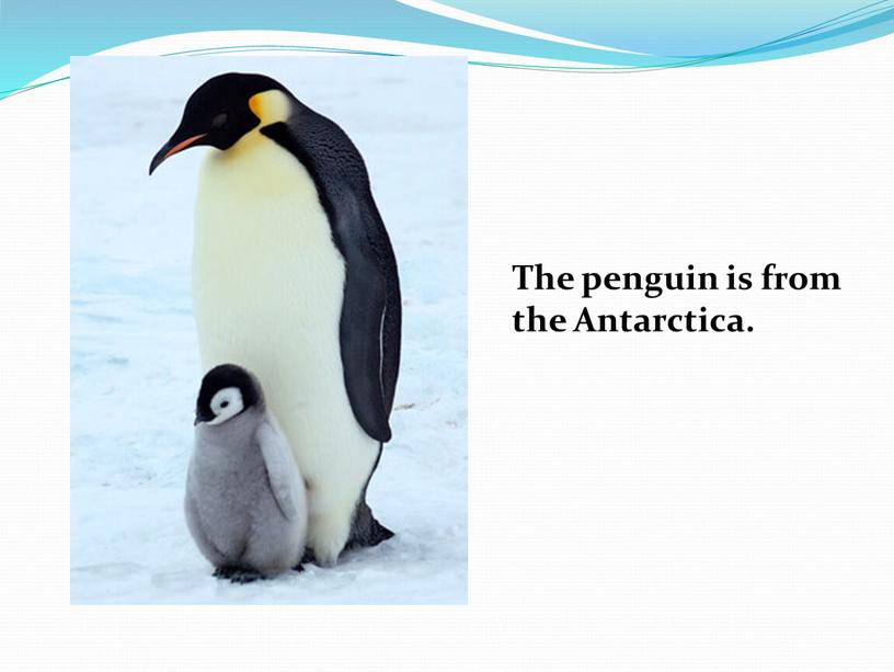 The penguin is from the Antarctica