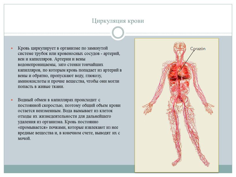 Циркуляция крови Кровь циркулирует в организме по замкнутой системе трубок или кровеносных сосудов - артерий, вен и капилляров