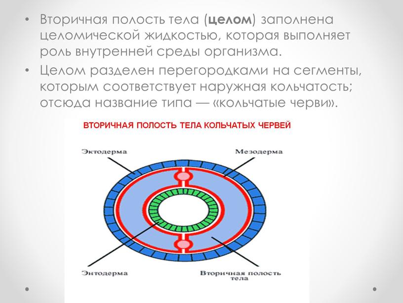 Вторичная полость тела ( целом ) заполнена целомической жидкостью, которая выполняет роль внутренней среды организма