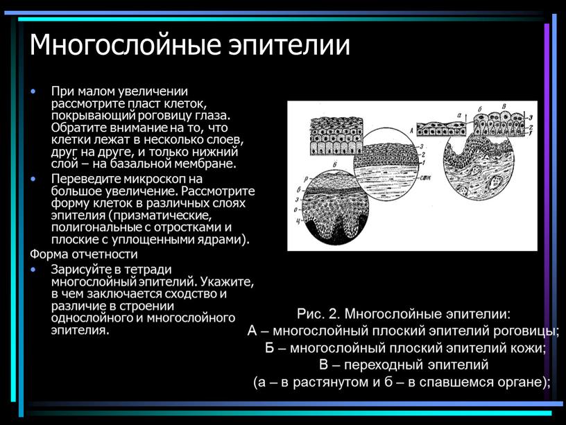 Многослойные эпителии При малом увеличении рассмотрите пласт клеток, покрывающий роговицу глаза