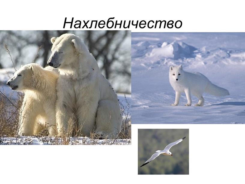 Нахлебничество