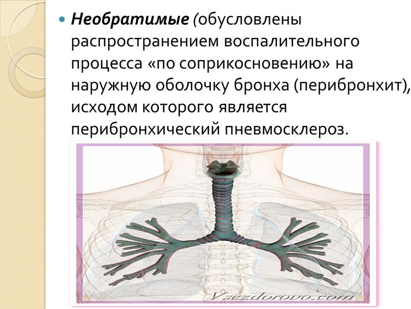 Необратимые ( обусловлены распространением воспалительного процесса «по соприкосновению» на наружную оболочку бронха (перибронхит) , исходом которого является перибронхический пневмосклероз