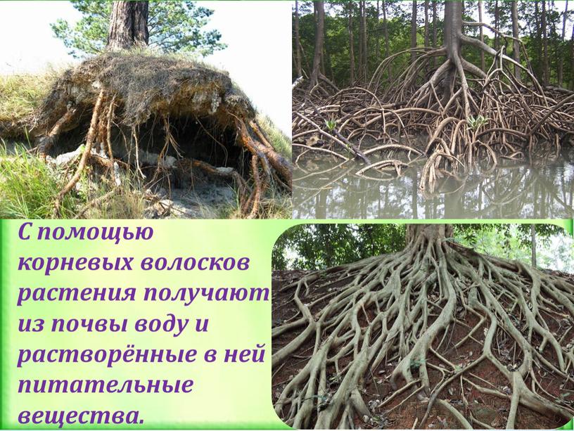 С помощью корневых волосков растения получают из почвы воду и растворённые в ней питательные вещества