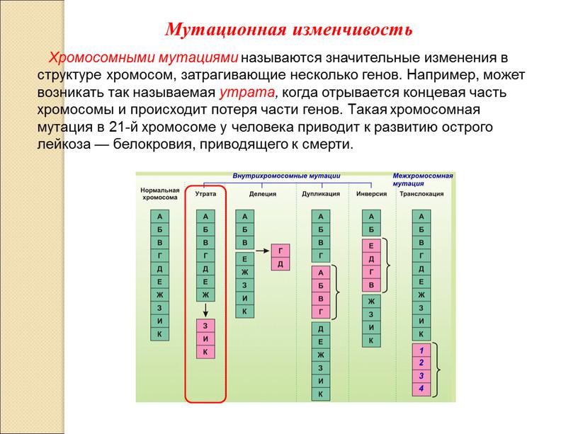 Хромосомными мутациями называются значительные изменения в структуре хромосом, затрагивающие несколько генов