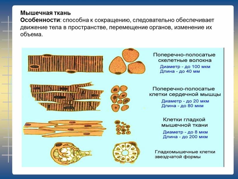 Мышечная ткань Особенности : способна к сокращению, следовательно обеспечивает движение тела в пространстве, перемещение органов, изменение их объема