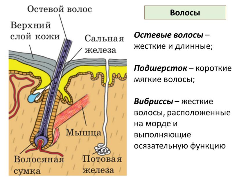 Волосы Остевые волосы – жесткие и длинные;