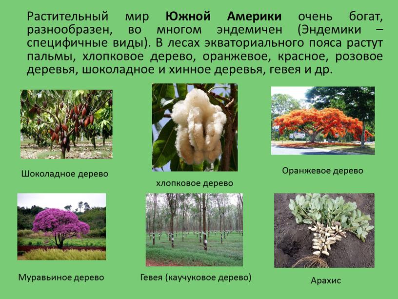 Растительный мир Южной Америки очень богат, разнообразен, во многом эндемичен (Эндемики – специфичные виды)