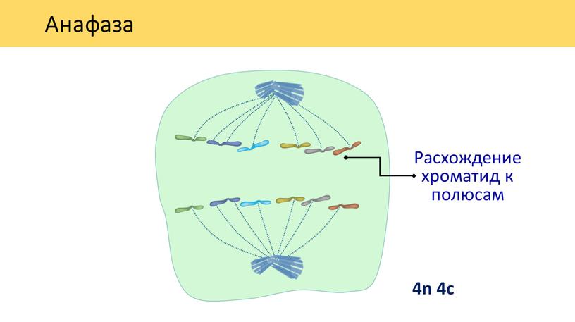 Анафаза 4n 4c Расхождение хроматид к полюсам