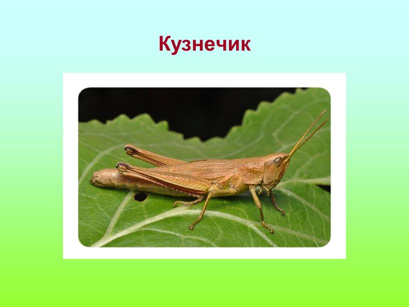 Кузнечик