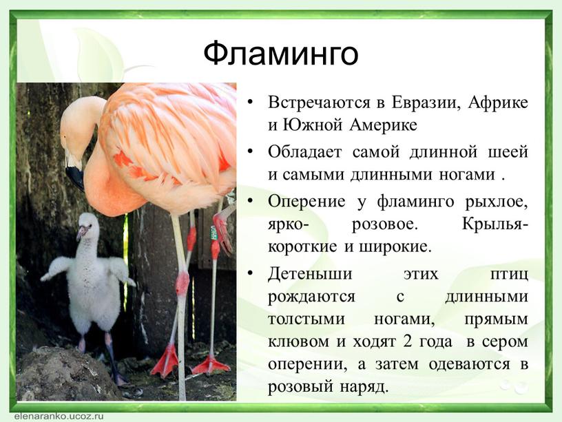 Фламинго Встречаются в Евразии,