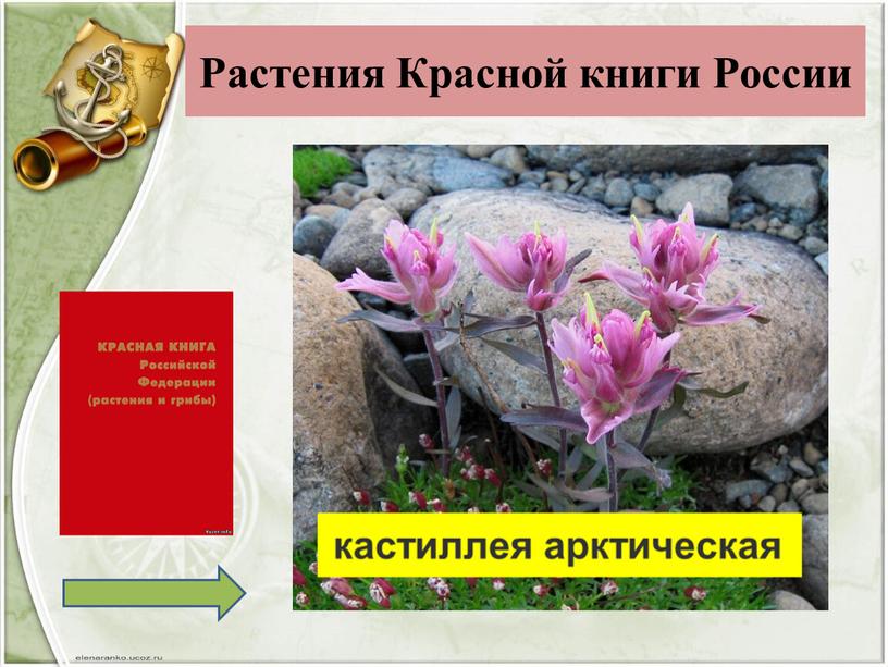 Растения Красной книги России
