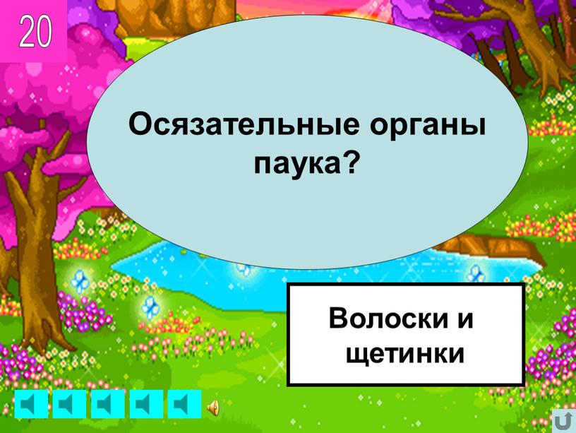 Осязательные органы паука? Волоски и щетинки