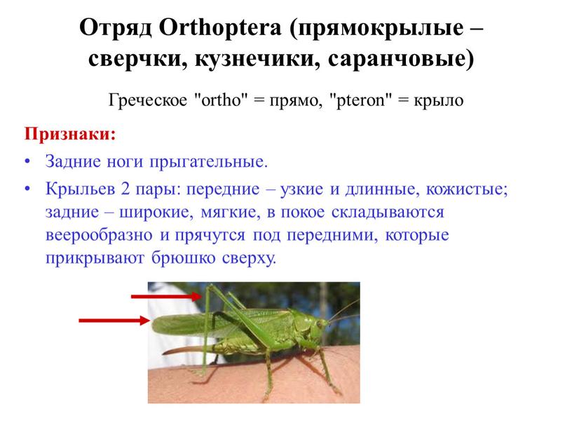 Отряд Orthoptera (прямокрылые – сверчки, кузнечики, саранчовые)