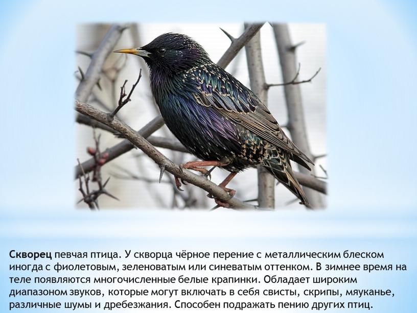 Скворец певчая птица. У скворца чёрное перение с металлическим блеском иногда с фиолетовым, зеленоватым или синеватым оттенком