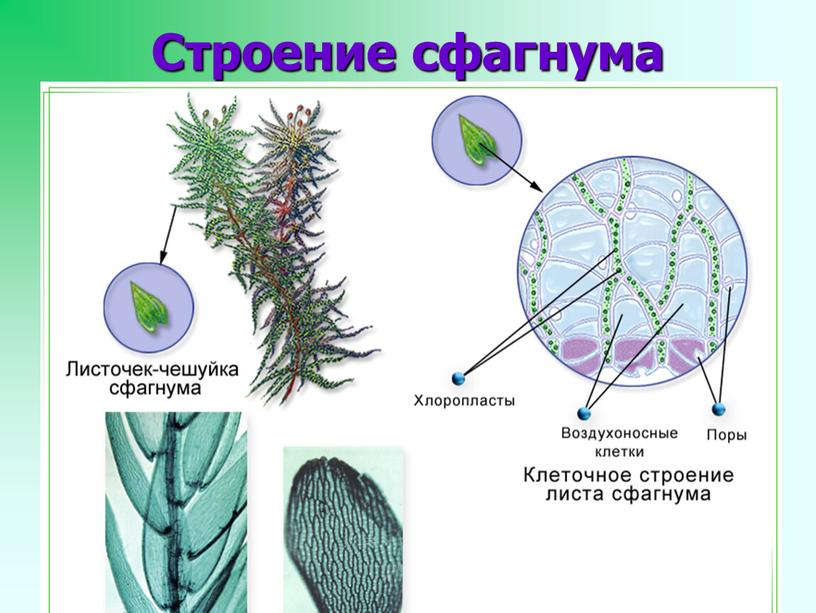 Строение сфагнума