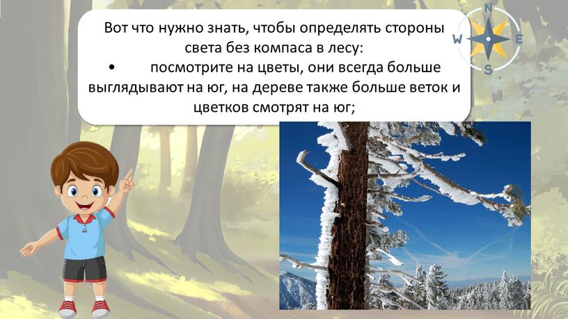 Ориентирование на местности Вот что нужно знать, чтобы определять стороны света без компаса в лесу: • посмотрите на цветы, они всегда больше выглядывают на юг,…