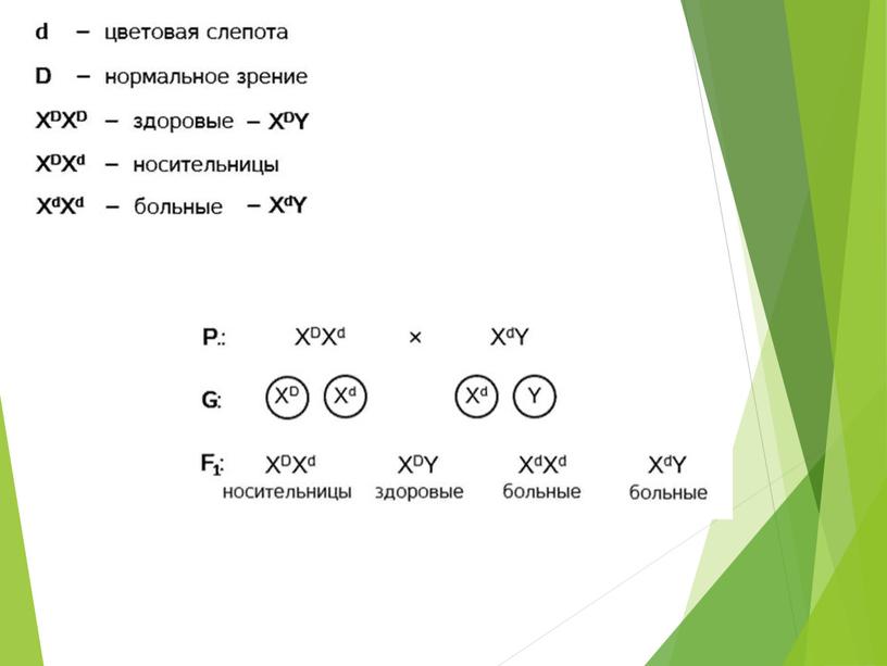 Презентация на тему: "Наследственные болезни человека"