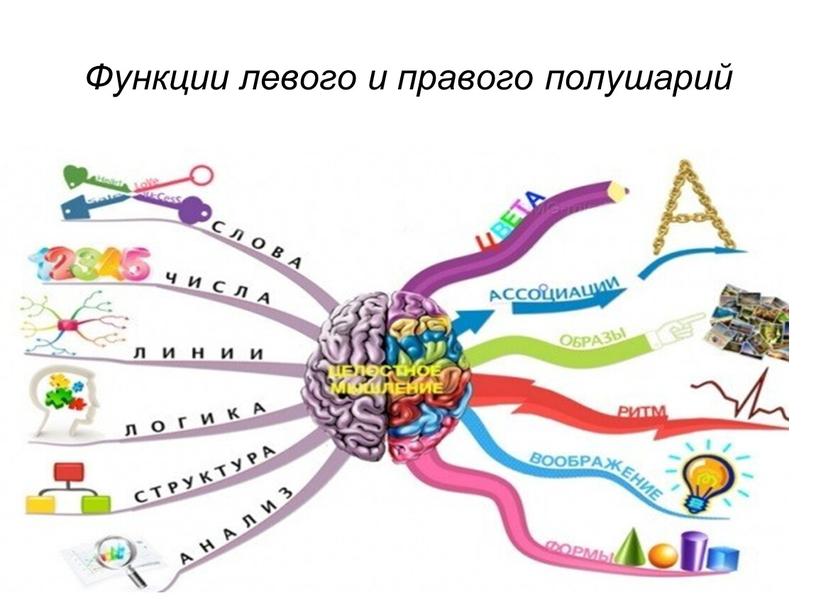 Функции левого и правого полушарий