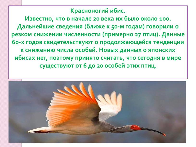 Красноногий ибис. Известно, что в начале 20 века их было около 100