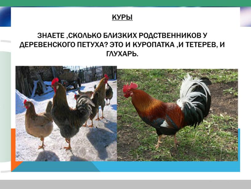 Презентация к уроку окружающего мира "Домашние животные" ФГОС 2 класс