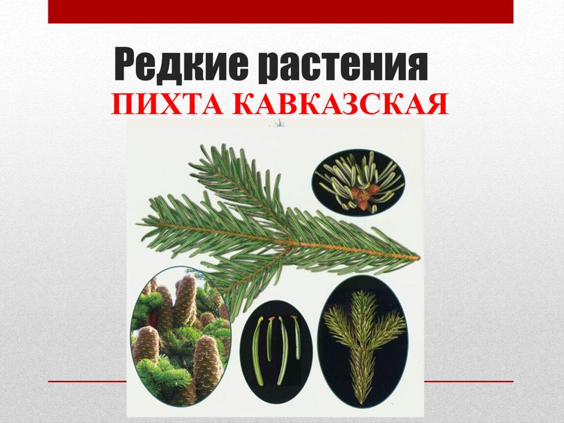 Редкие растения ПИХТА КАВКАЗСКАЯ