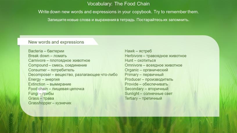 Vocabulary: The Food Chain Write down new words and expressions in your copybook