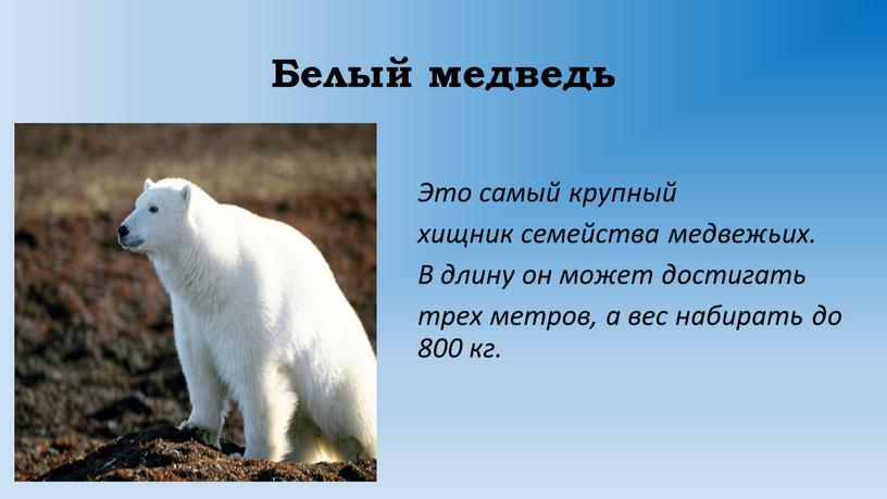 Белый медведь Это самый крупный хищник семейства медвежьих