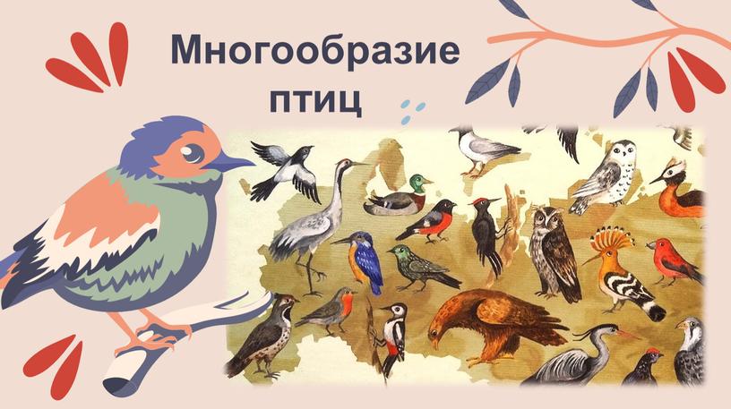 Многообразие птиц