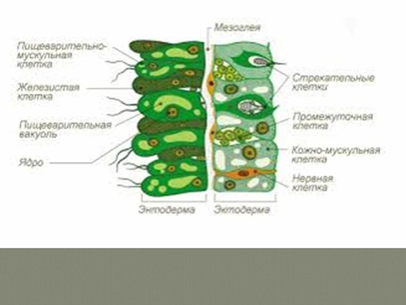 Кишечнополостные , 8класс, биология