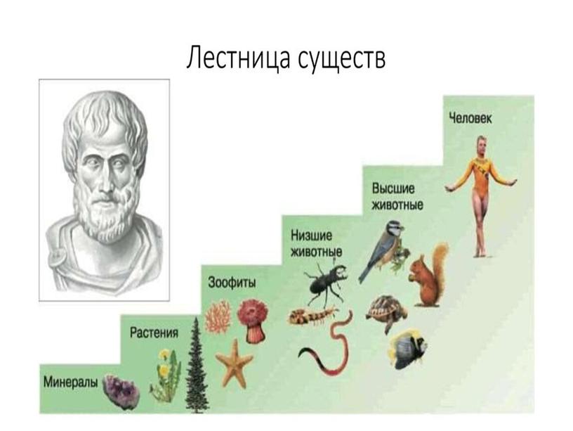 Методический материал по теме урока в 5 класса : "Многообразие животных"