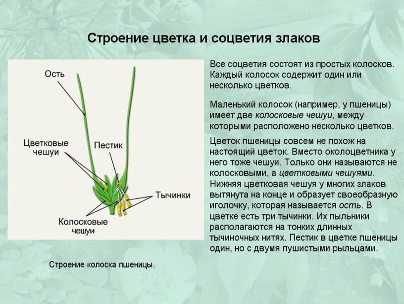 Презентация по биологии на тему "Семейства Лилейные и Злаковые"