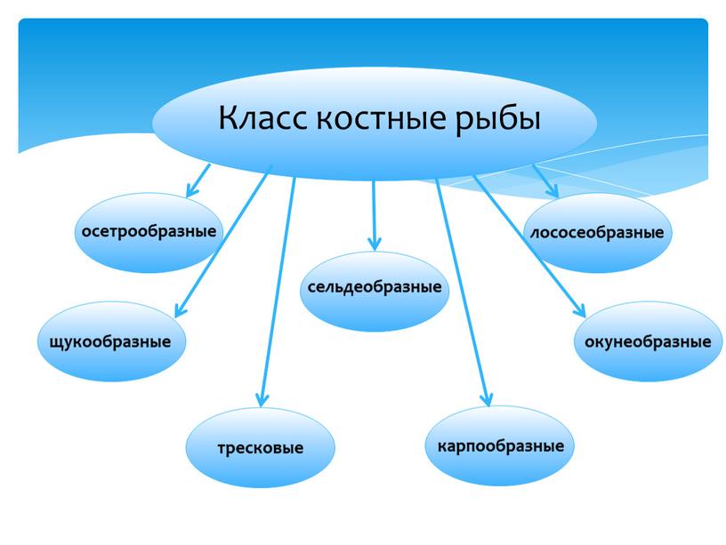 Класс костные рыбы осетрообразные сельдеобразные лососеобразные щукообразные тресковые карпообразные окунеобразные