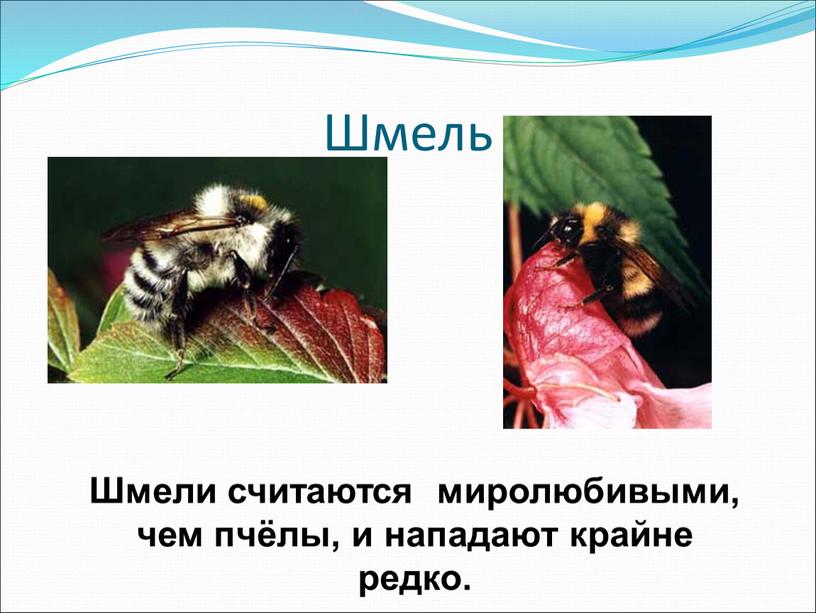 Шмель Шмели считаются миролюбивыми, чем пчёлы, и нападают крайне редко