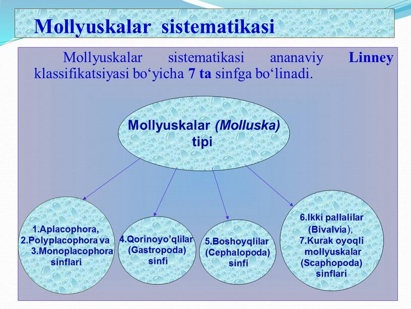 Mollyuskalar sistematikasi Mollyuskalar sistematikasi ananaviy