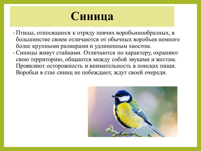 Синица Птицы, относящиеся к отряду певчих воробьинообразных, в большинстве своем отличаются от обычных воробьев немного более крупными размерами и удлиненным хвостом