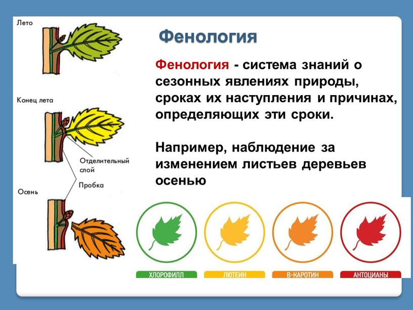 Фенология Фенология - система знаний о сезонных явлениях природы, сроках их наступления и причинах, определяющих эти сроки