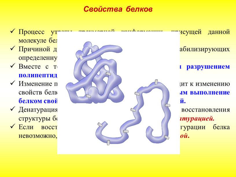 Процесс утраты трехмерной конформации, присущей данной молекуле белка, называют денатурацией