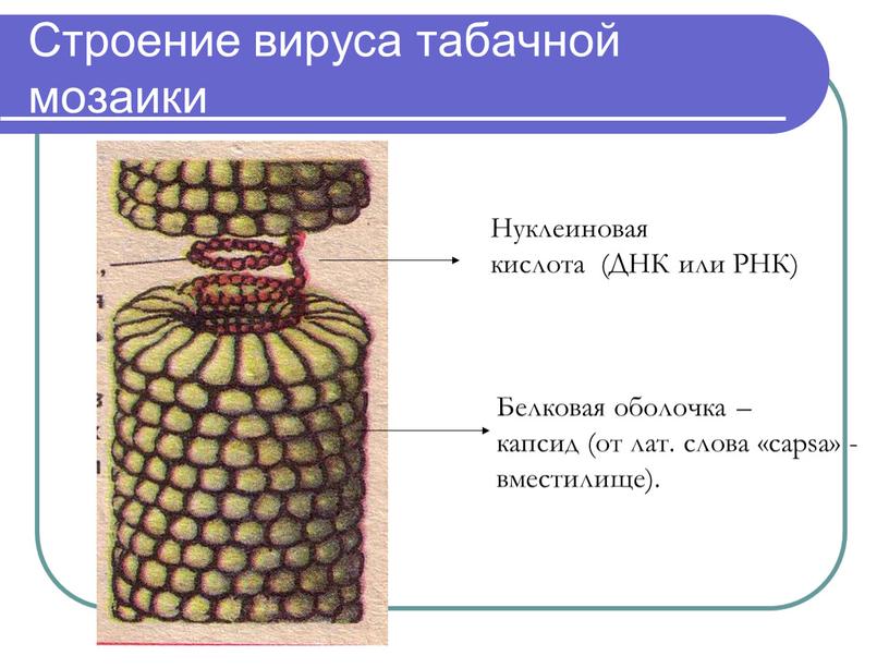 Строение вируса табачной мозаики