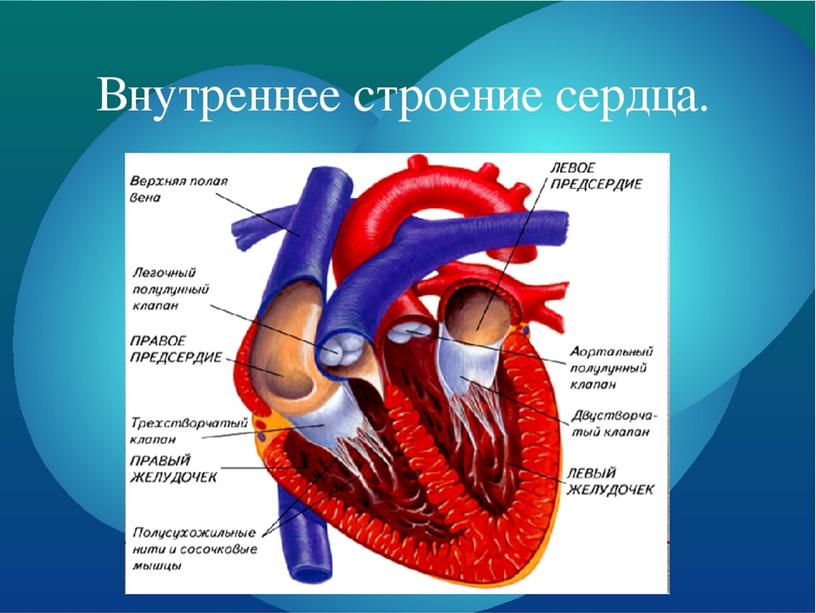 Презентация по биологии "Строение и работа сердца"