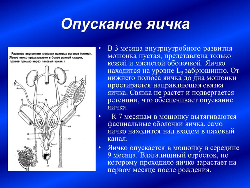 Опускание яичка В 3 месяца внутриутробного развития мошонка пустая, представлена только кожей и мясистой оболочкой