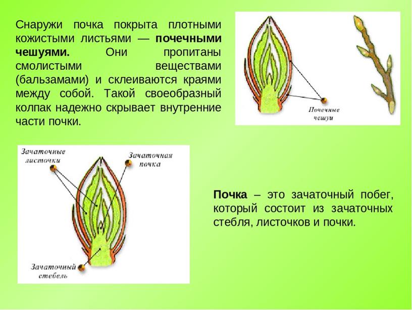 Царства растений