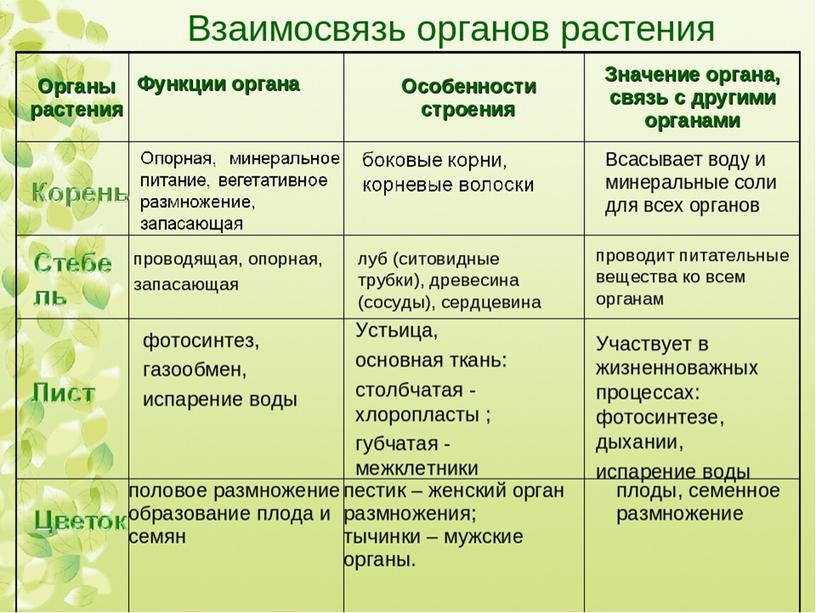 Царства растений