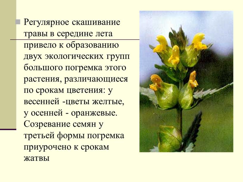Регулярное скашивание травы в середине лета привело к образованию двух экологических групп большого погремка этого растения, различающиеся по срокам цветения: у весенней -цветы желтые, у…